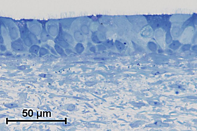 In-vitro-Modelle Atemwege