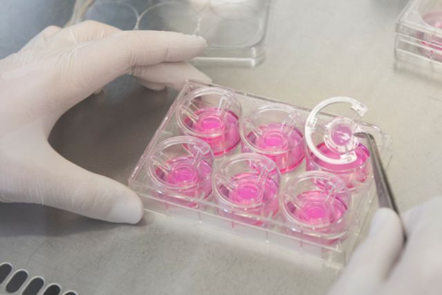In-vitro Hautmodell