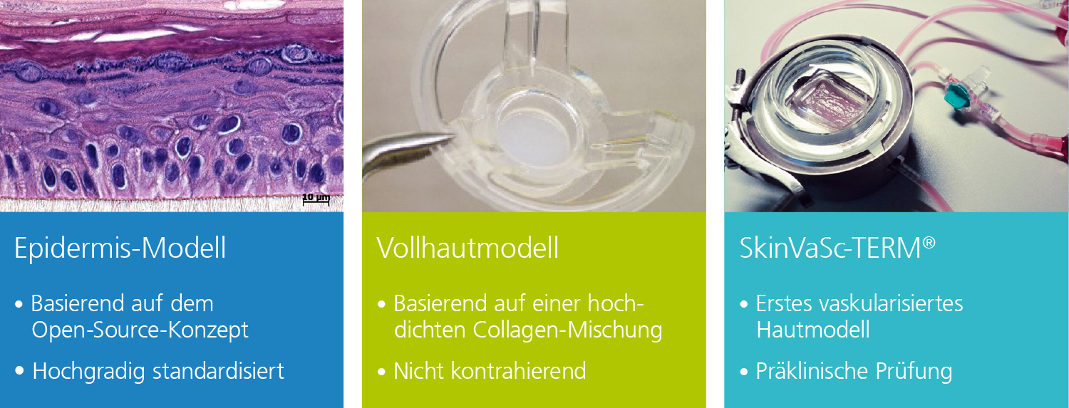 In-vitro-Hautmodelle