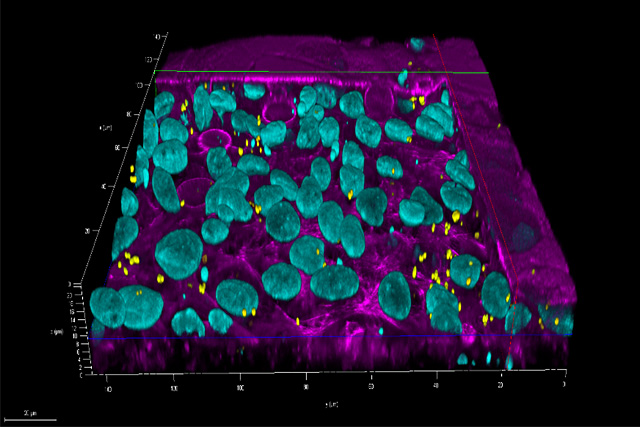 In-vitro Darmmodell