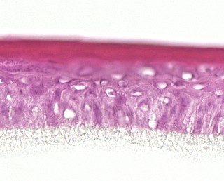 Menschliche Epidermis Menschliche Epidermins