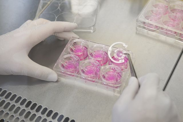 In vitro gezüchtete natürliche Organmodelle – wie das abgebildete Hautmodell – können in Zukunft helfen, Tierversuche bei der Entwicklung von Medikamenten zu vermeiden. &lt;br