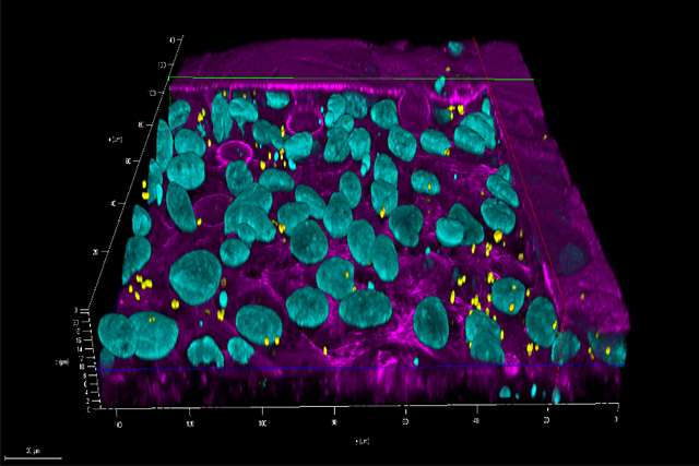 In-vitro intestinal model
