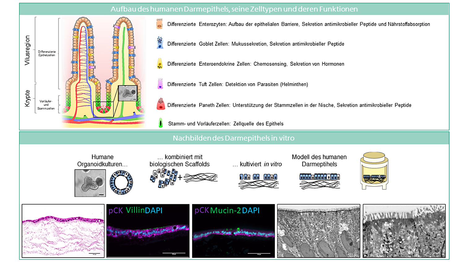 In-vitro-Modelle Gastrointestinaltrakt