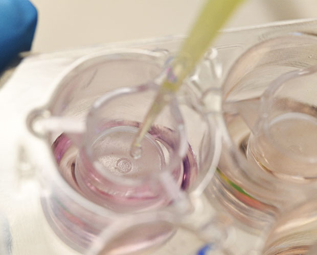 Human organ model tissue engineering Human organ model tissue engineering