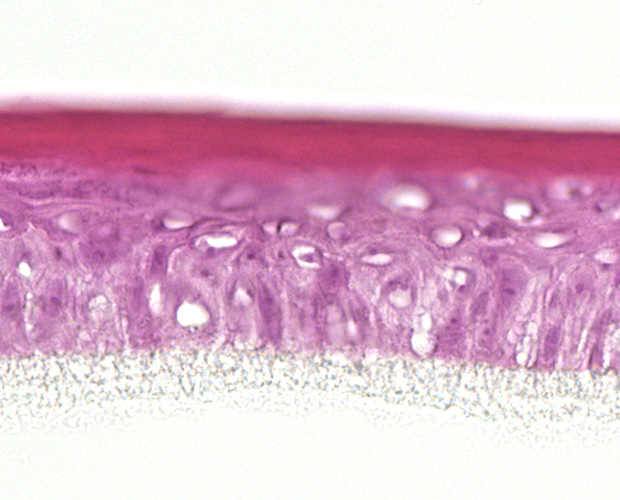 Human epidermis
