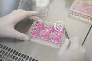 Full skin models in vitro